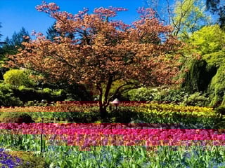 Back Country Roads to Butchart Gardens Tour